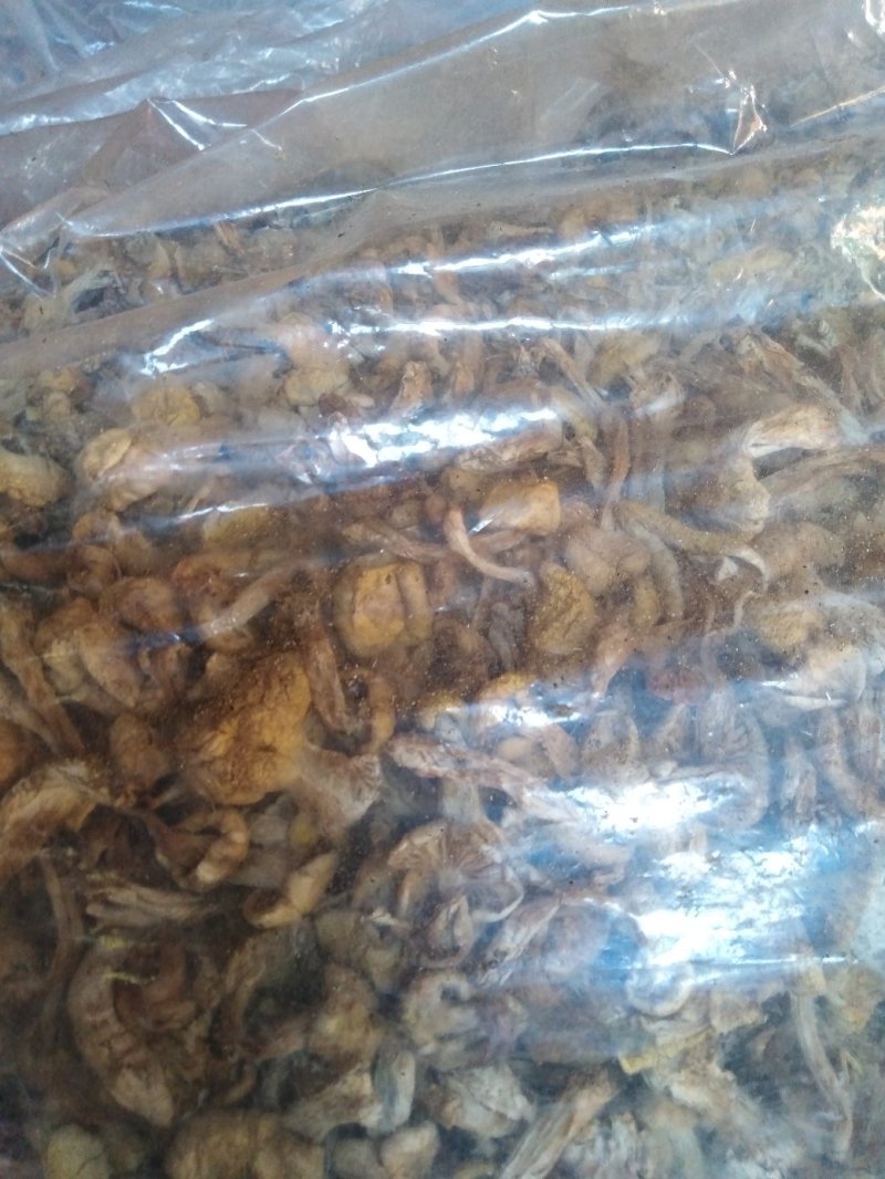 蘑菇野生紫花脸蘑菇营养价值高。口感好，肉质细腻！