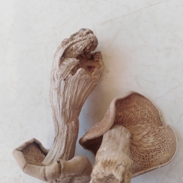 蘑菇野生紫花脸蘑菇营养价值高。口感好，肉质细腻！