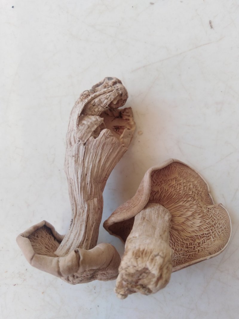 蘑菇野生紫花脸蘑菇营养价值高。口感好，肉质细腻！