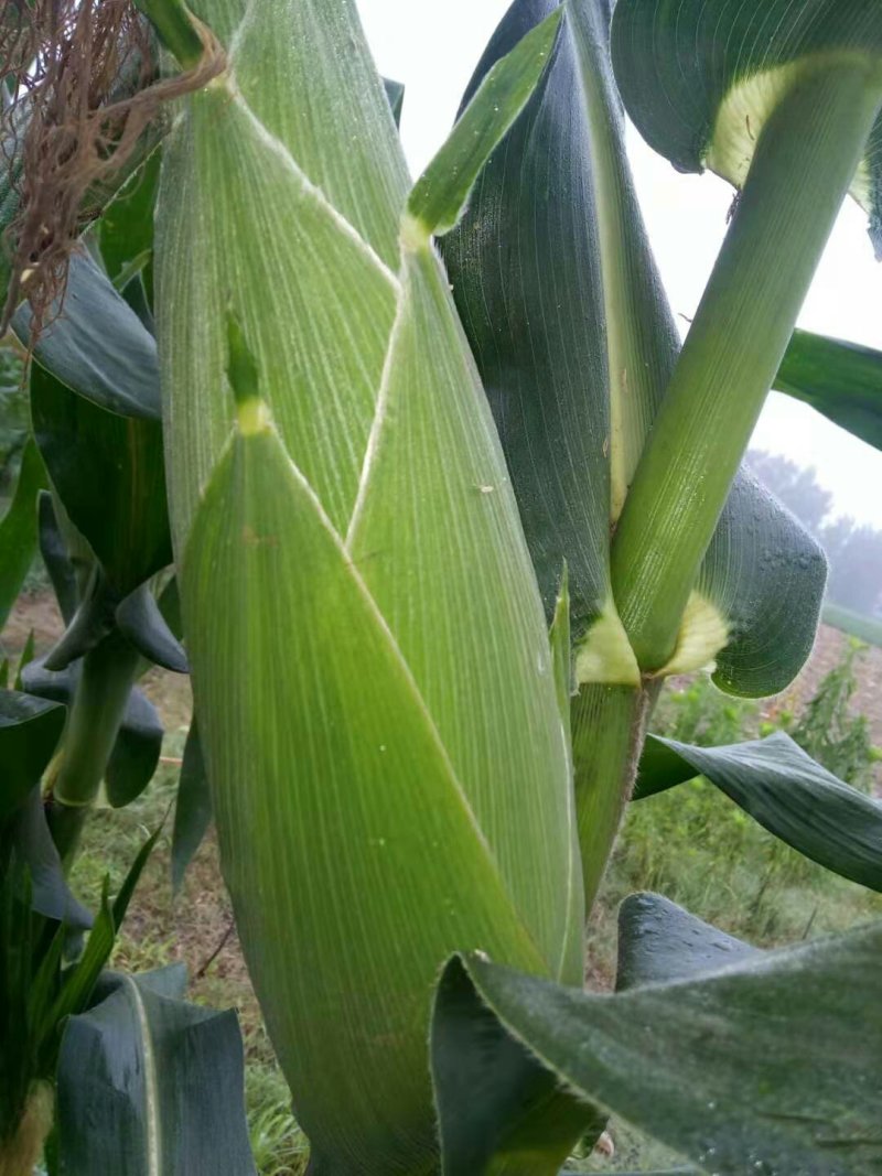 万糯2000白糯玉米大量供应，价格美丽，质量输出