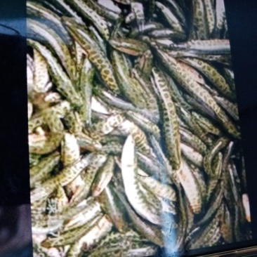 特种水产，黑鱼苗，青鱼，青波，通通基地批发销售后指导技术
