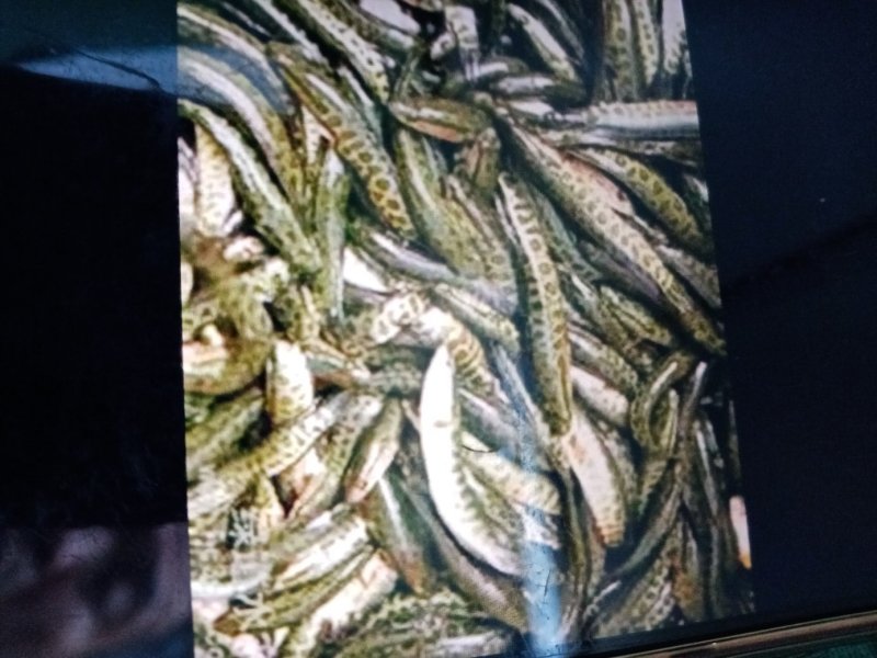 特种水产，黑鱼苗，青鱼，青波，通通基地批发销售后指导技术