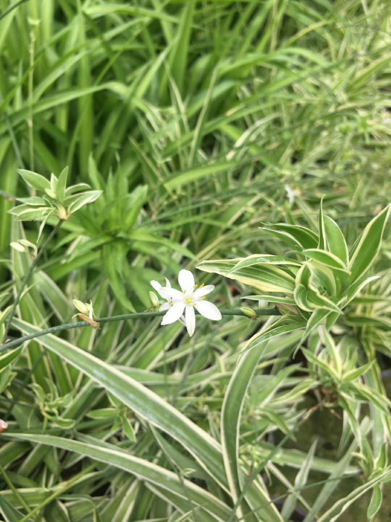 15杯金边吊兰，金边吊兰小杯苗，金边吊兰工程苗，基地直销