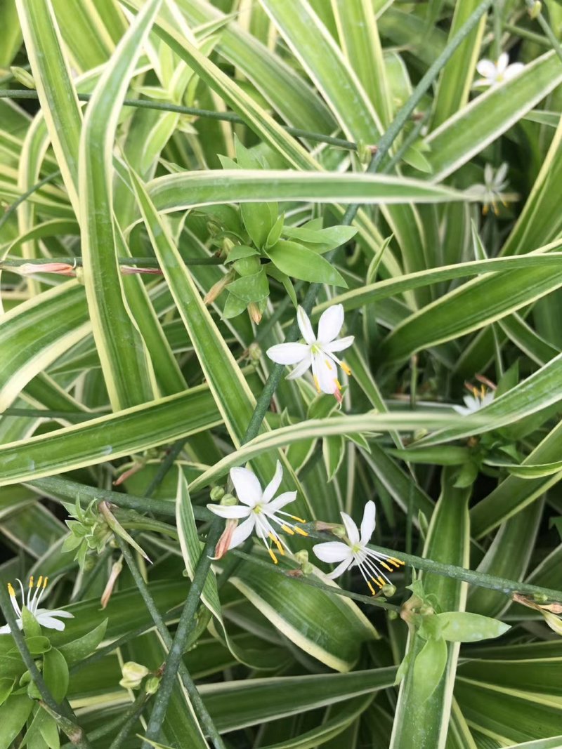 15杯金边吊兰，金边吊兰小杯苗，金边吊兰工程苗，基地直销