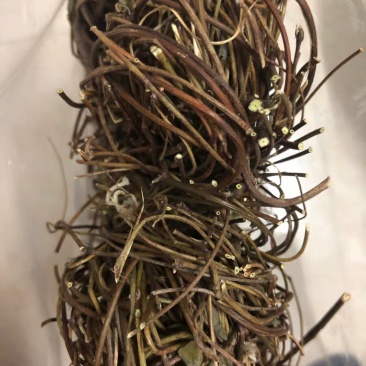 野生鸡骨草益肝老藤叶中药材5材料可