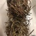 野生鸡骨草益肝老藤叶中药材5材料可