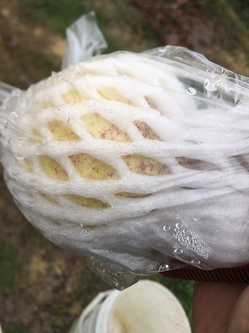 红心翻石榴，白心石榴，西瓜红三种产品