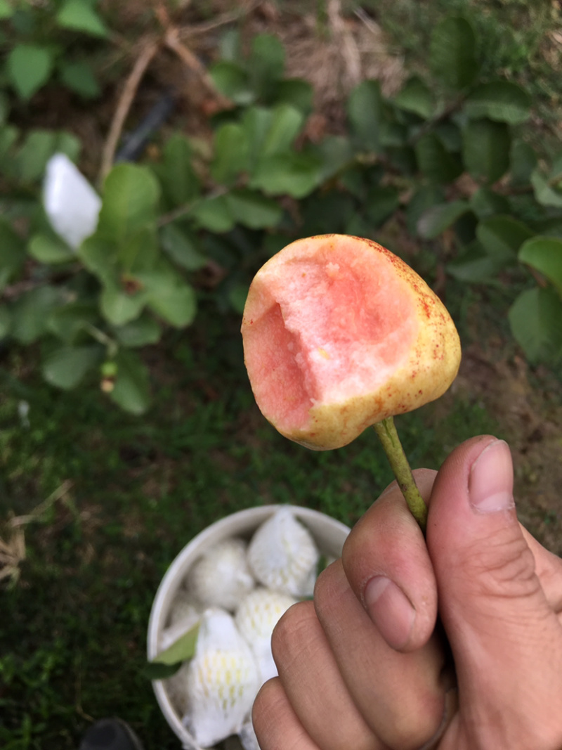 红心翻石榴，白心石榴，西瓜红三种产品