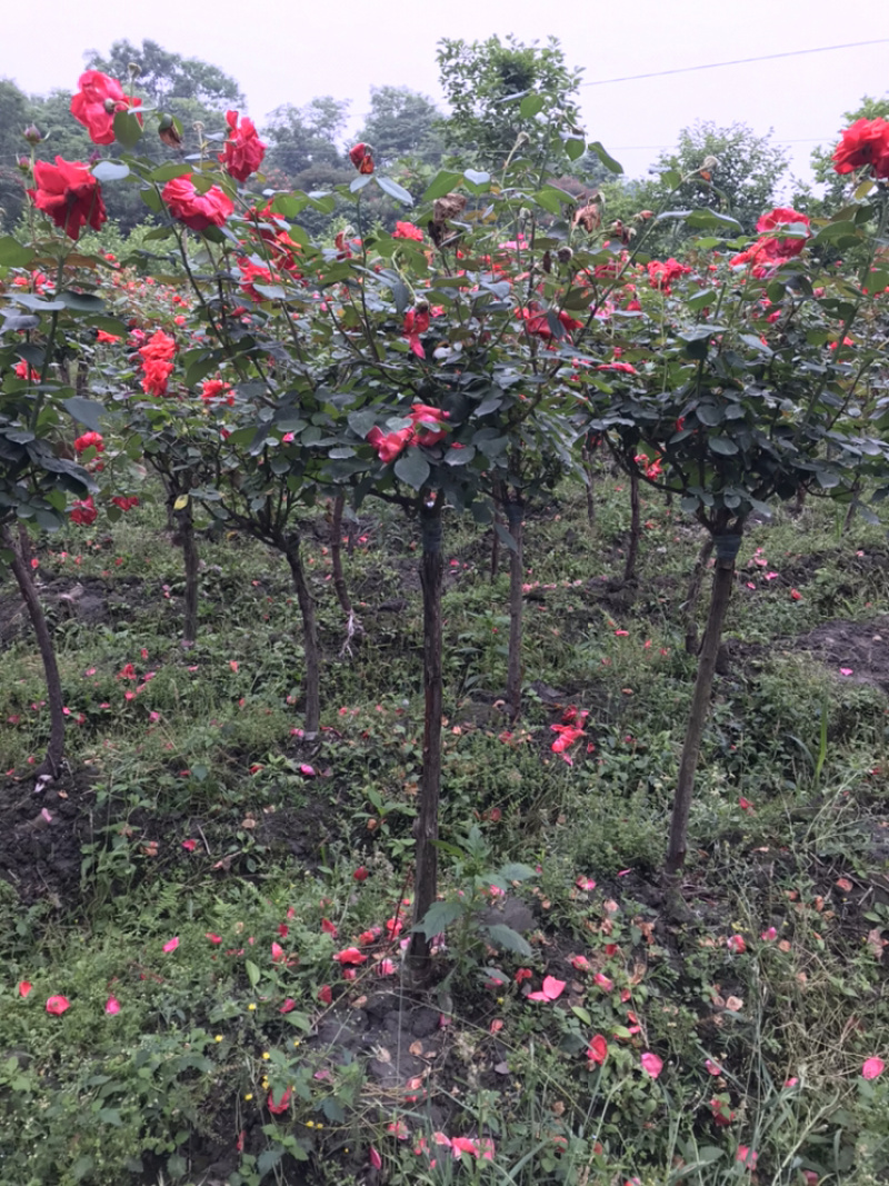 树桩月季藤本月季，大花月季，丰花月季工程用月季杯苗