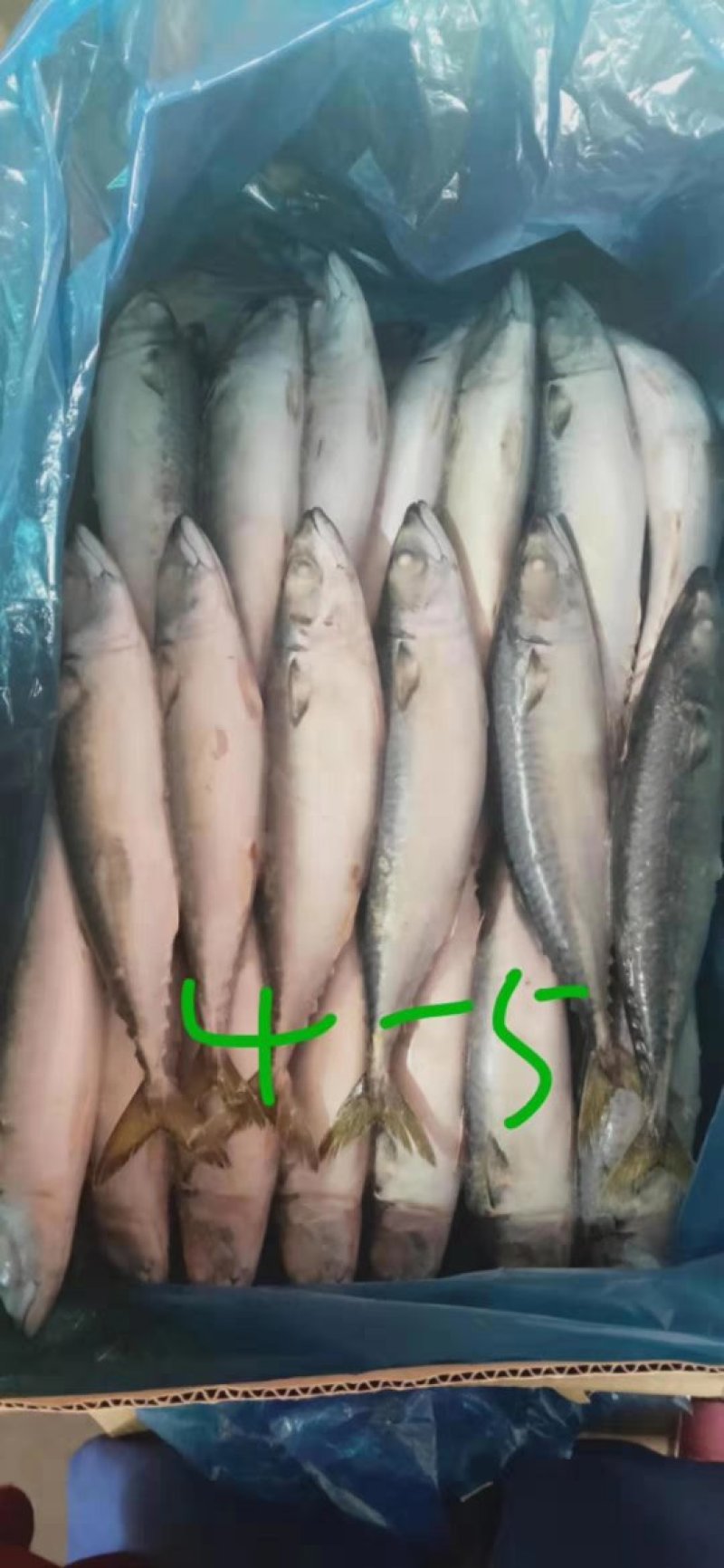 鲅鱼