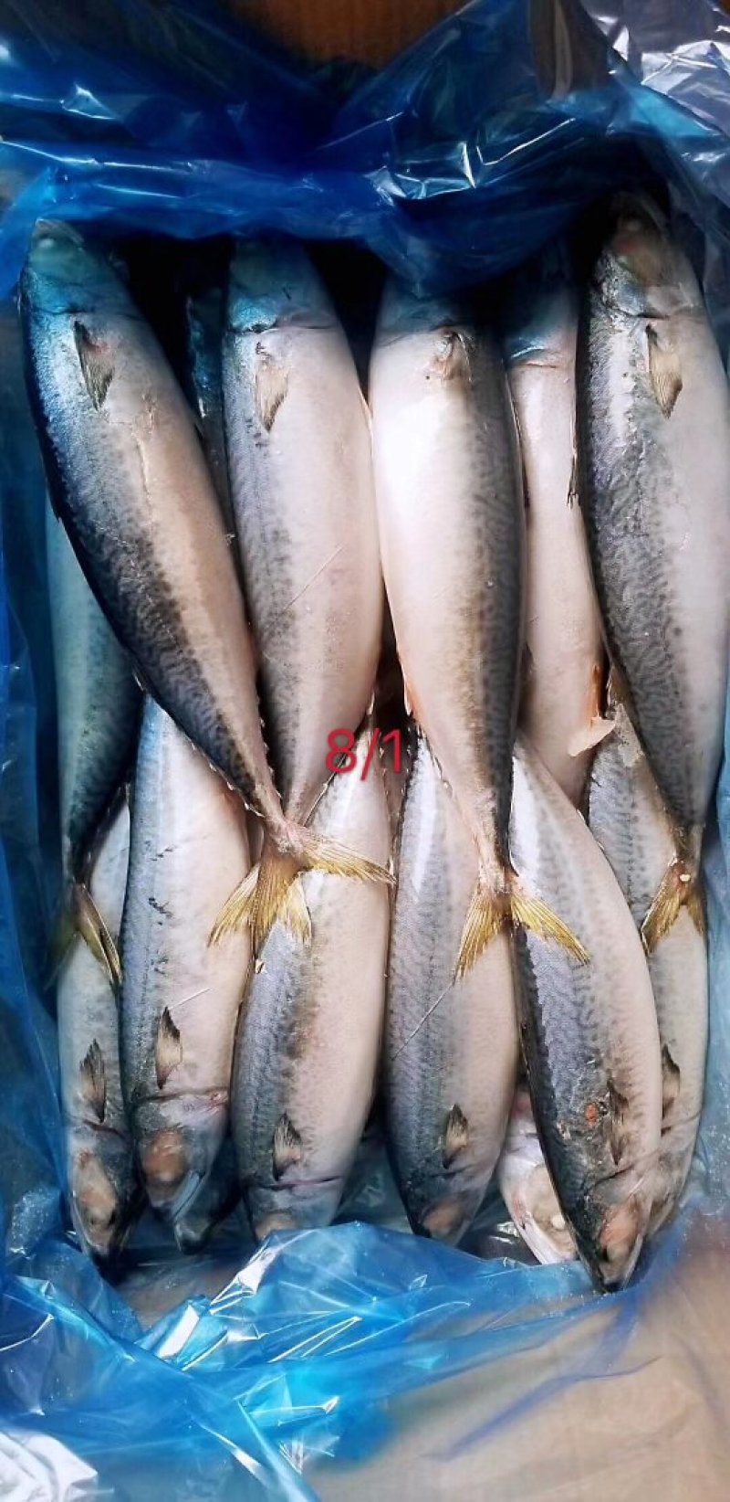 鲅鱼