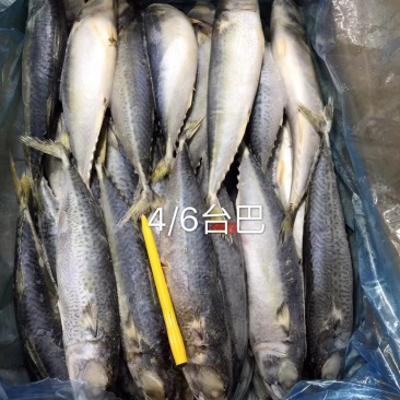 鲅鱼