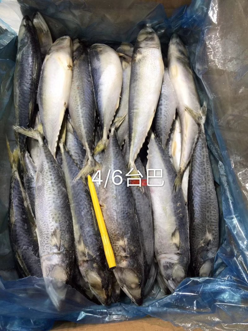 鲅鱼