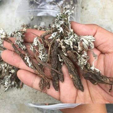 翻白草整颗番白草切片干11