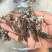 翻白草整颗番白草切片干11