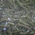荆芥穗药材荆芥穗手荆芥穗荆芥