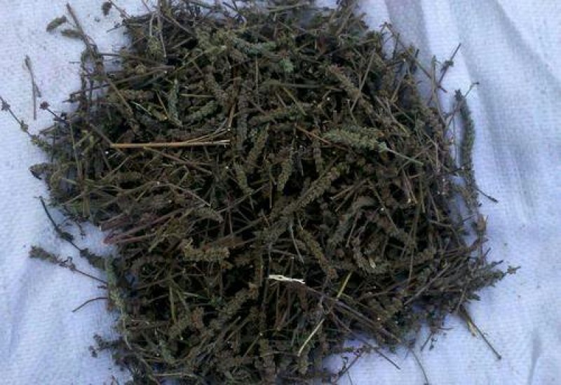 荆芥穗药材荆芥穗手荆芥穗荆芥