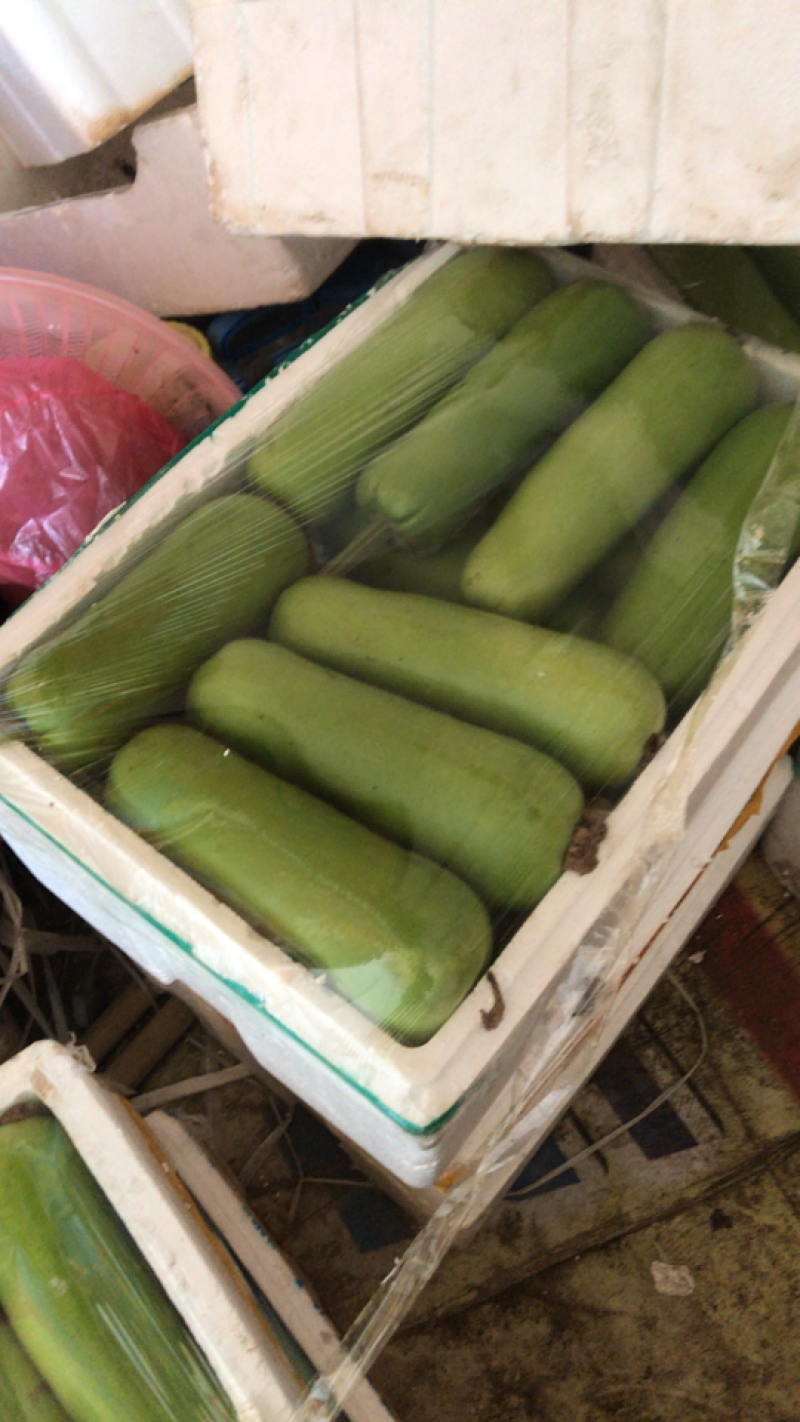 精品短瓠子