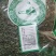 中药材节节草木贼草节骨草11