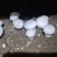双孢菇基地诚招客源！优质雪花白蘑菇！各种等级