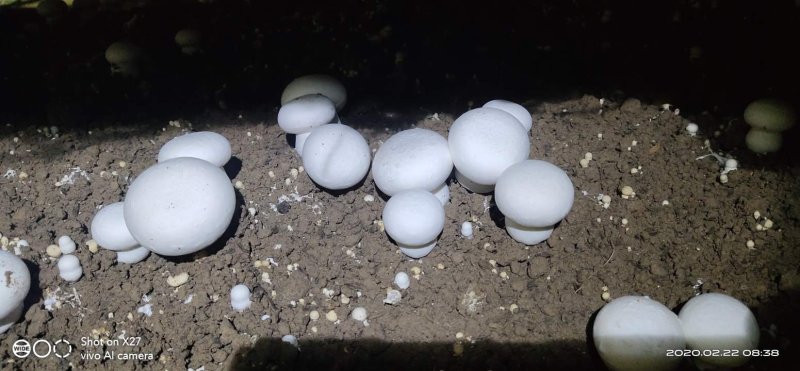 双孢菇基地诚招客源！优质雪花白蘑菇！各种等级