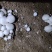 双孢菇基地诚招客源！优质雪花白蘑菇！各种等级