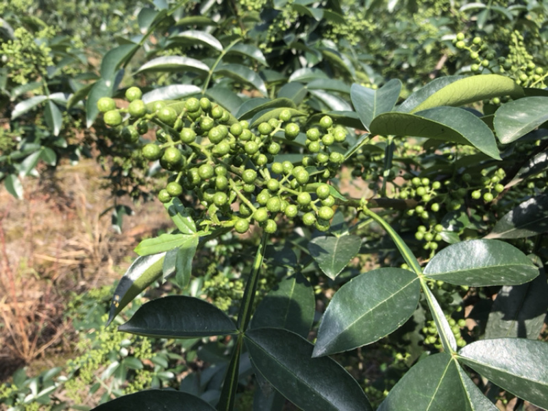 正宗重庆九叶青花椒产地直销