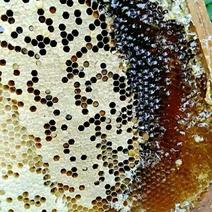 低价优质土蜂蜜