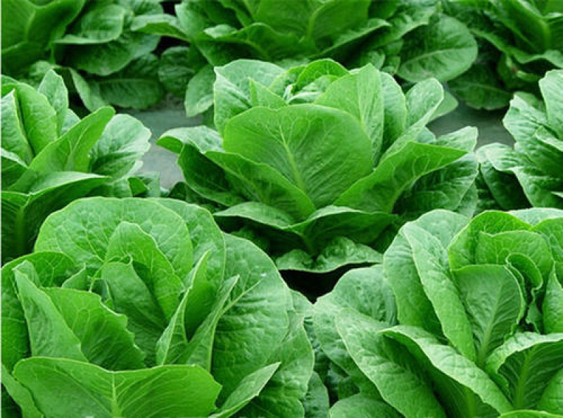 直立生菜孔雀菜汉堡菜良达盛农精心选育提纯出品