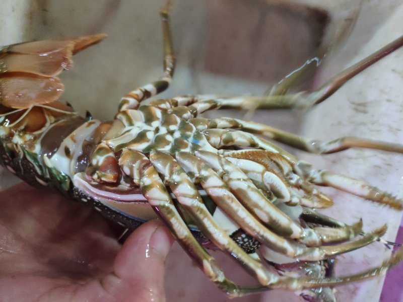 小青龙虾鲜活冷冻新鲜，特价，48一只