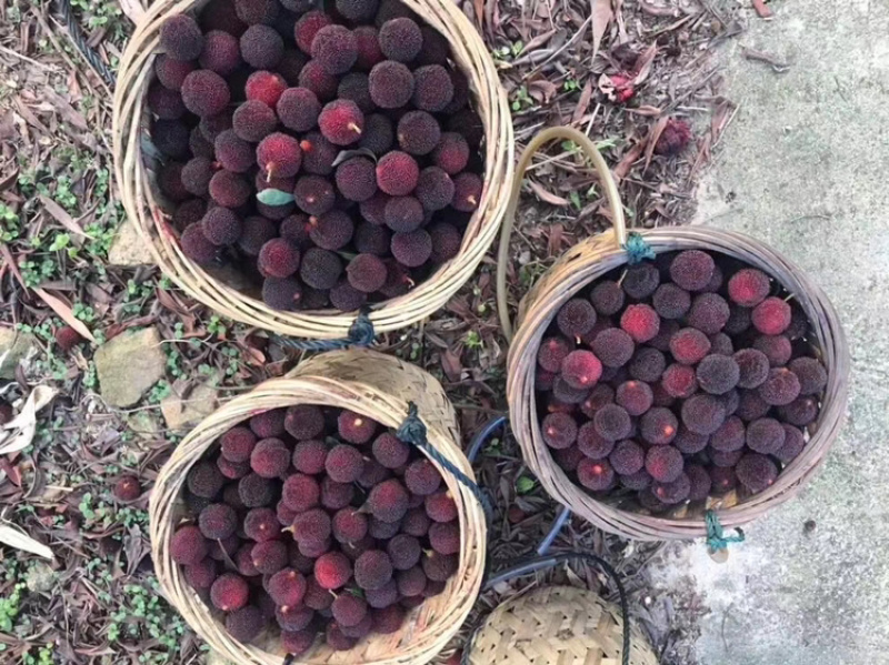 杨梅开始大量上市需要的直接联系电话联系，自家的杨梅山