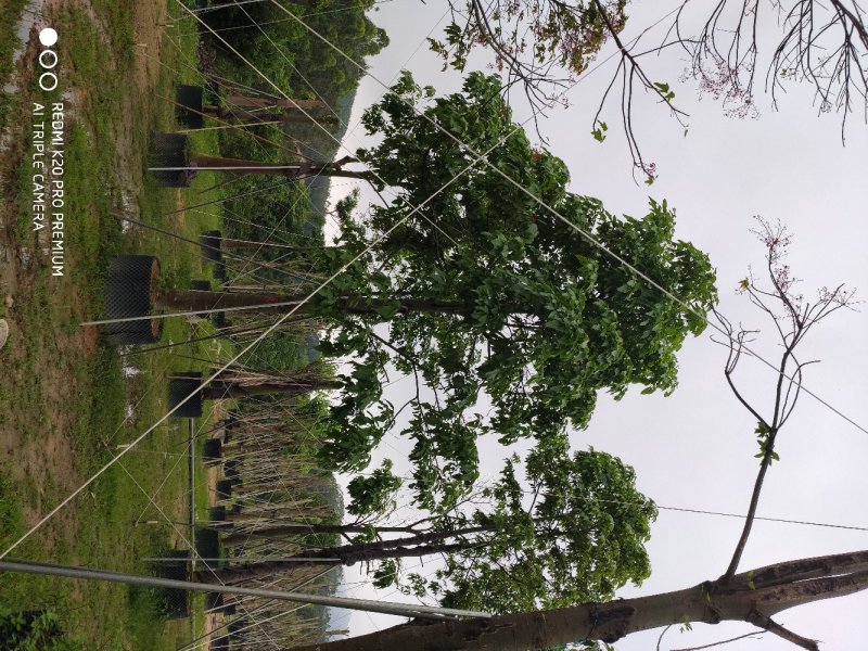 澳洲火焰木移植苗地苗大量供应