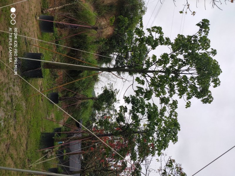 澳洲火焰木移植苗地苗大量供应
