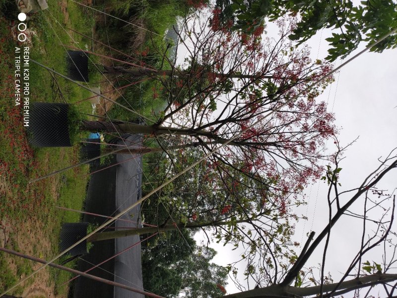 澳洲火焰木移植苗地苗大量供应