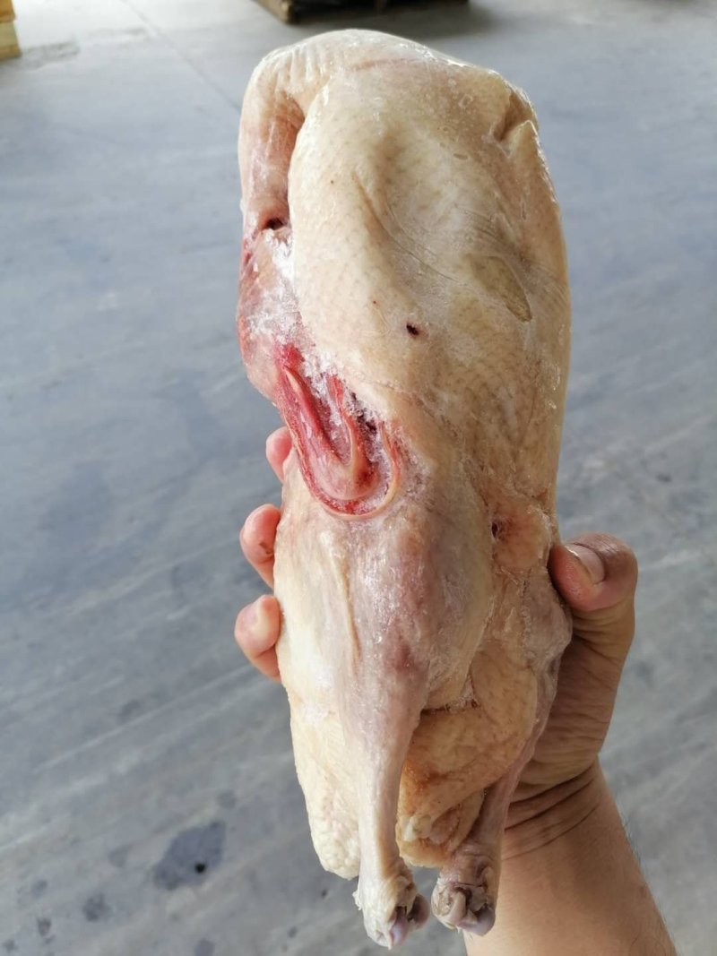 带肺白条鸭