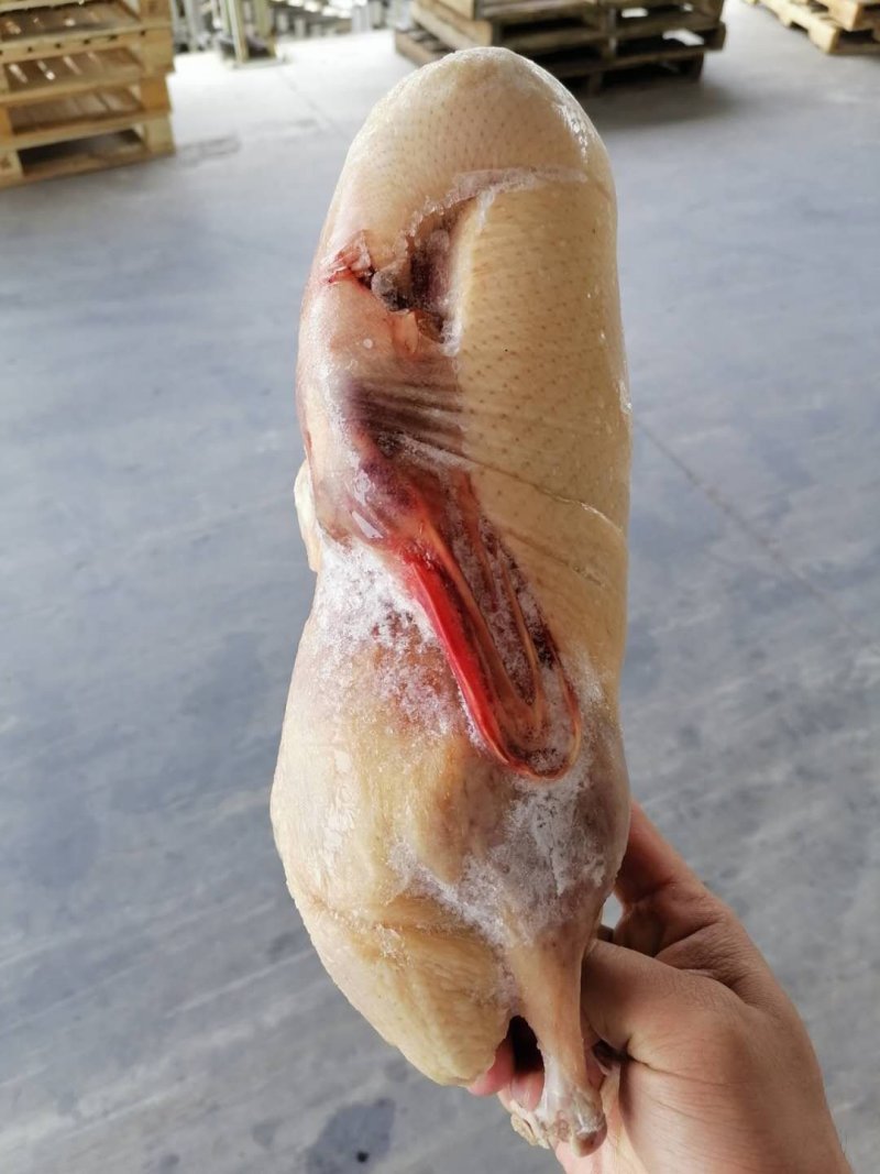 带肺白条鸭