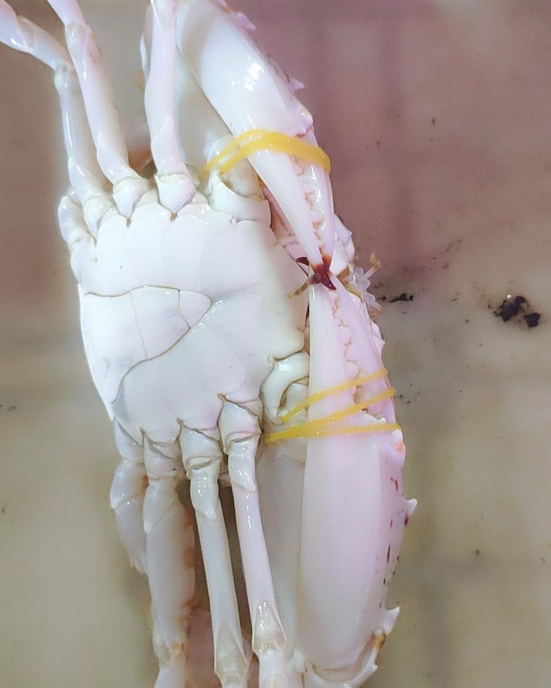 精品特大新鲜红花蟹，海南特产，特价