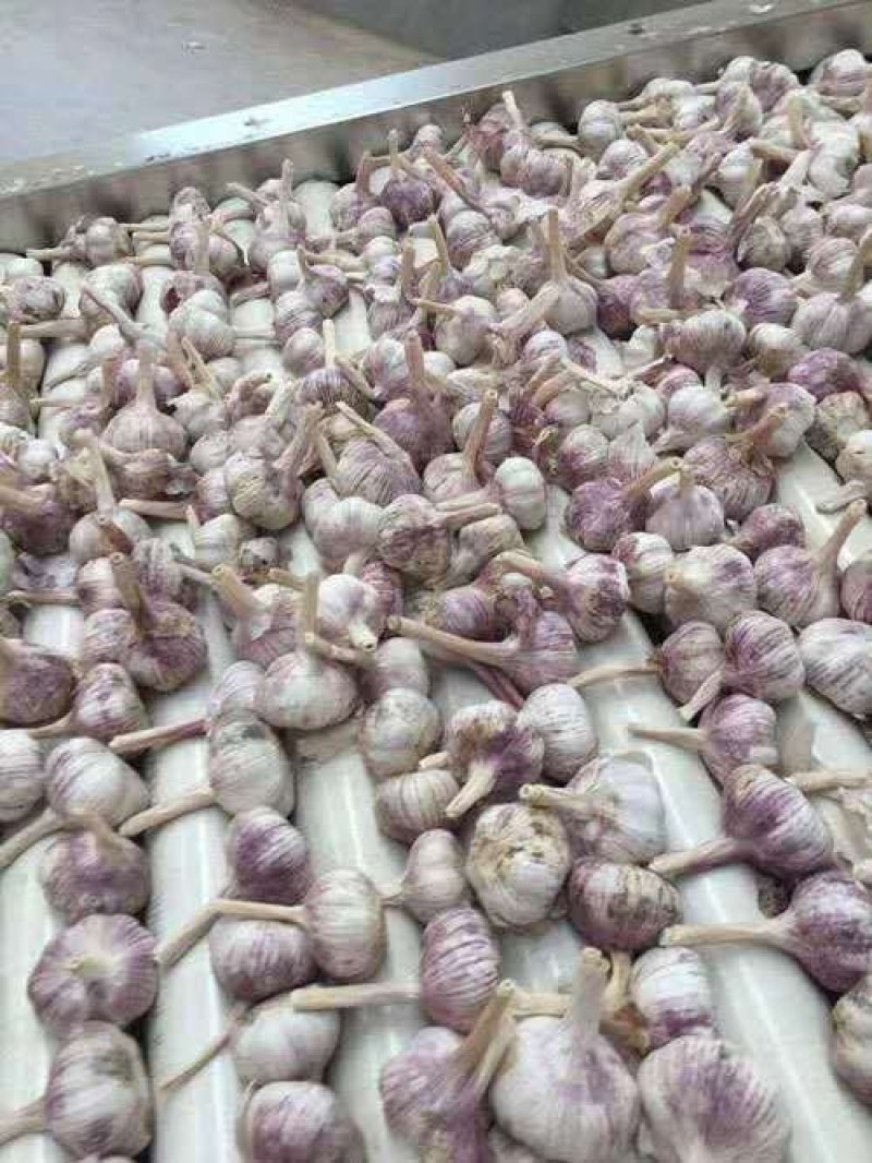 精品金乡紫皮大蒜，产地直发代发全国，专业加工规格齐全