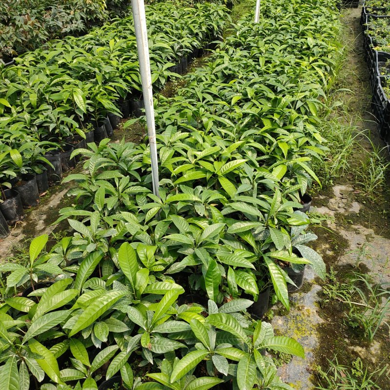 蛋黄果苗鸡蛋果苗庭院盆栽地栽基地直销南方果树苗