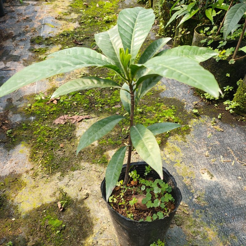 蛋黄果苗鸡蛋果苗庭院盆栽地栽基地直销南方果树苗