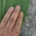 粽叶白洋淀野生芦苇叶