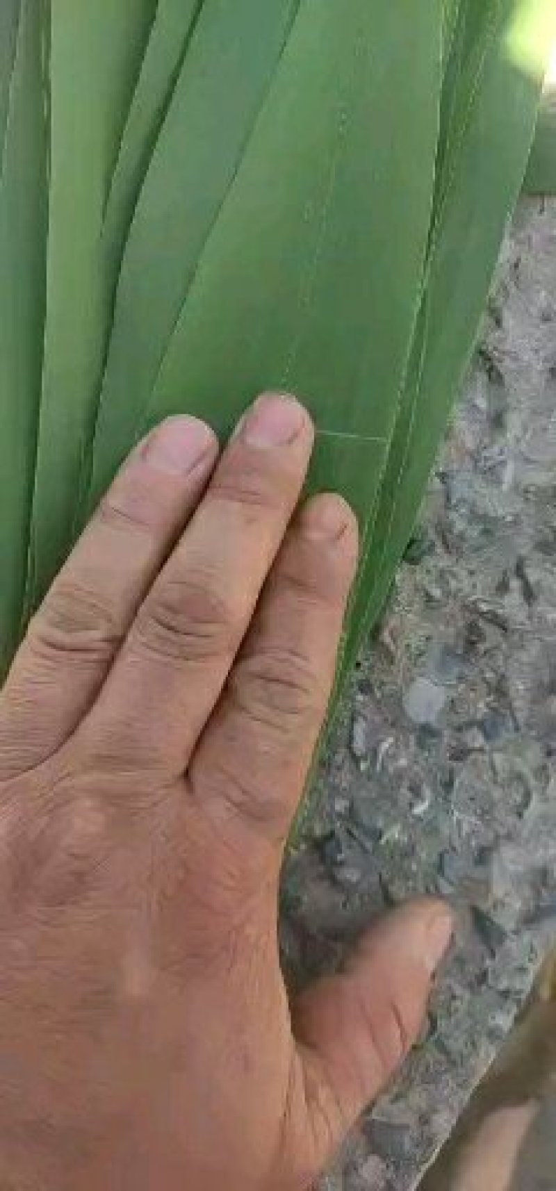 粽叶白洋淀野生芦苇叶