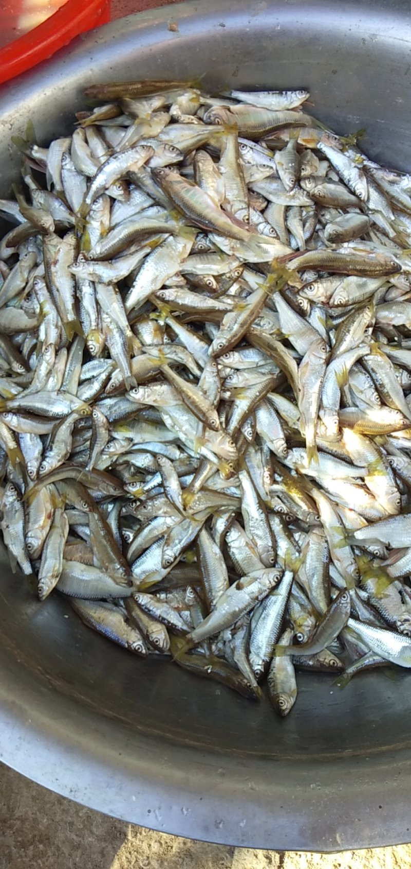 淡水鱼和小河鱼好吃来的鱼好便宜