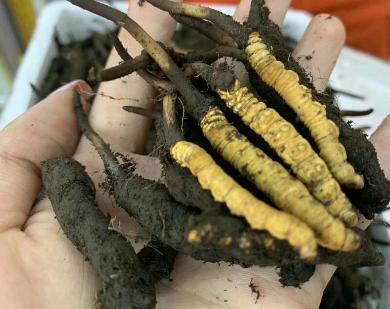 虫草