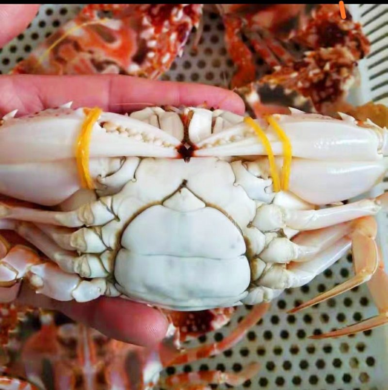 精品特大新鲜红花蟹，海南特产，特价