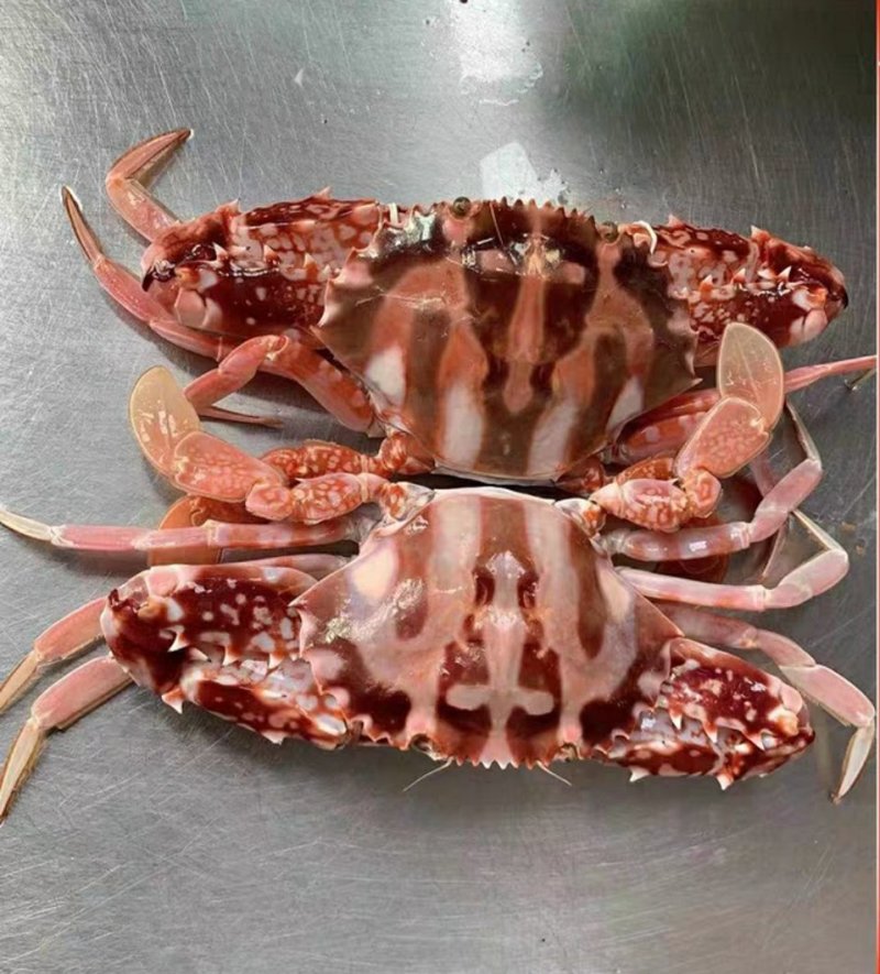 精品特大新鲜红花蟹，海南特产，特价