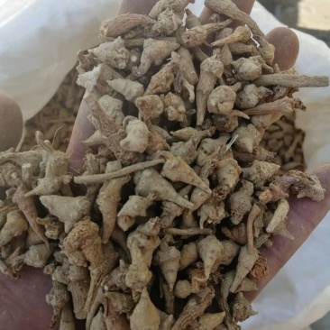 昌玉药材三七芽量大可代打粉产地直销