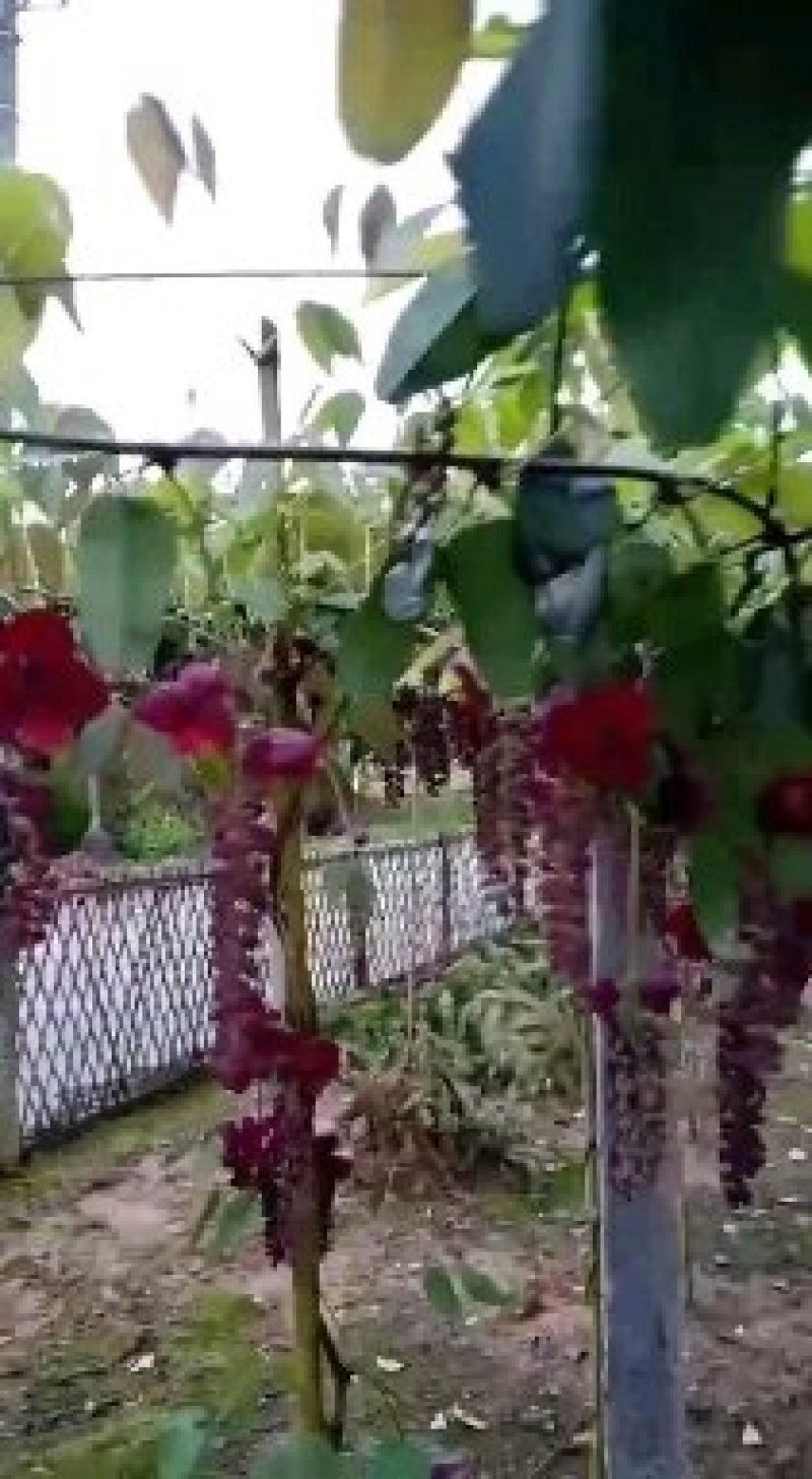 八月瓜苗两年苗紫宝粉色无籽青皮麻果八月炸果树苗