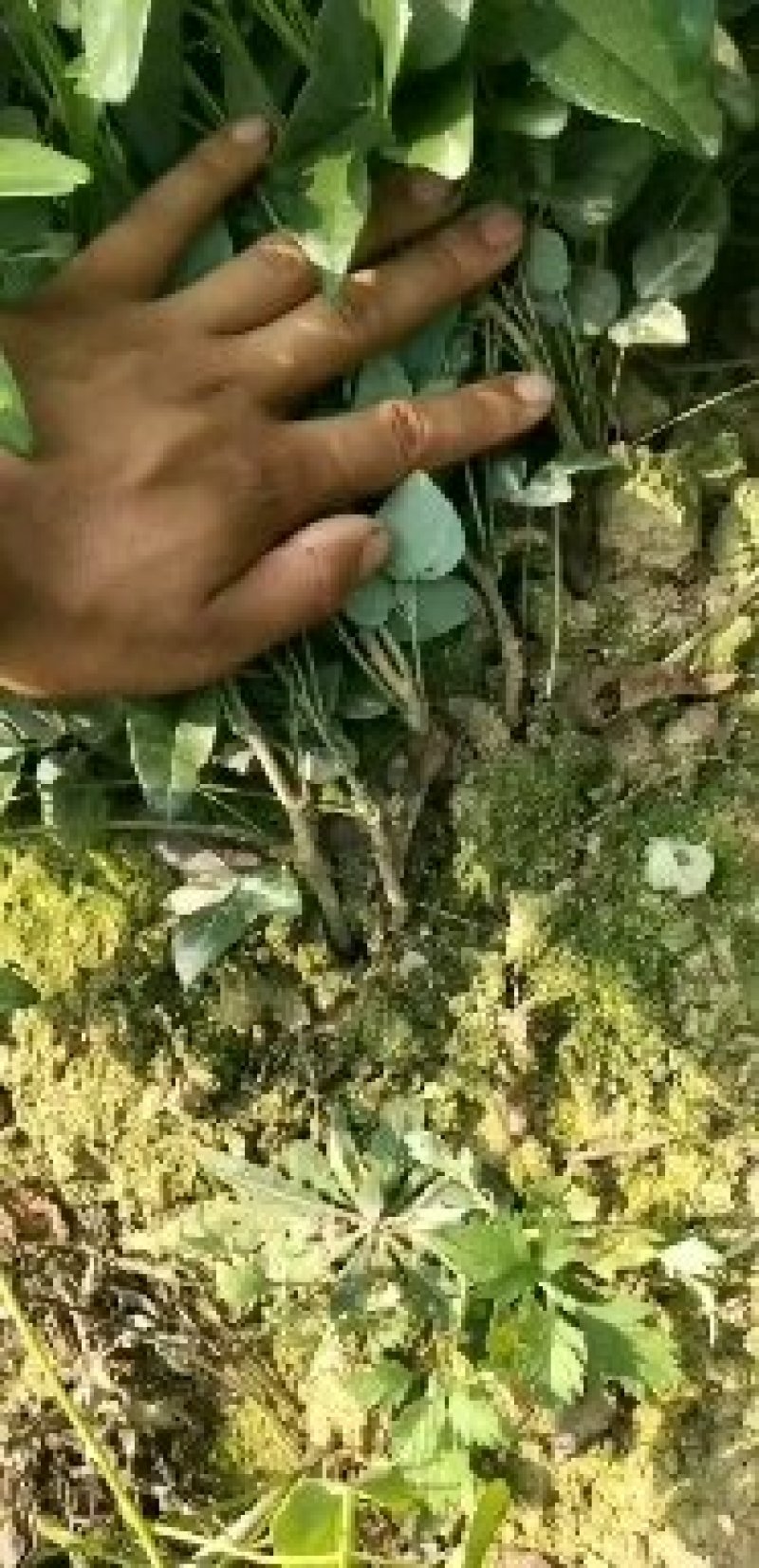 八月瓜苗两年苗紫宝粉色无籽青皮麻果八月炸果树苗