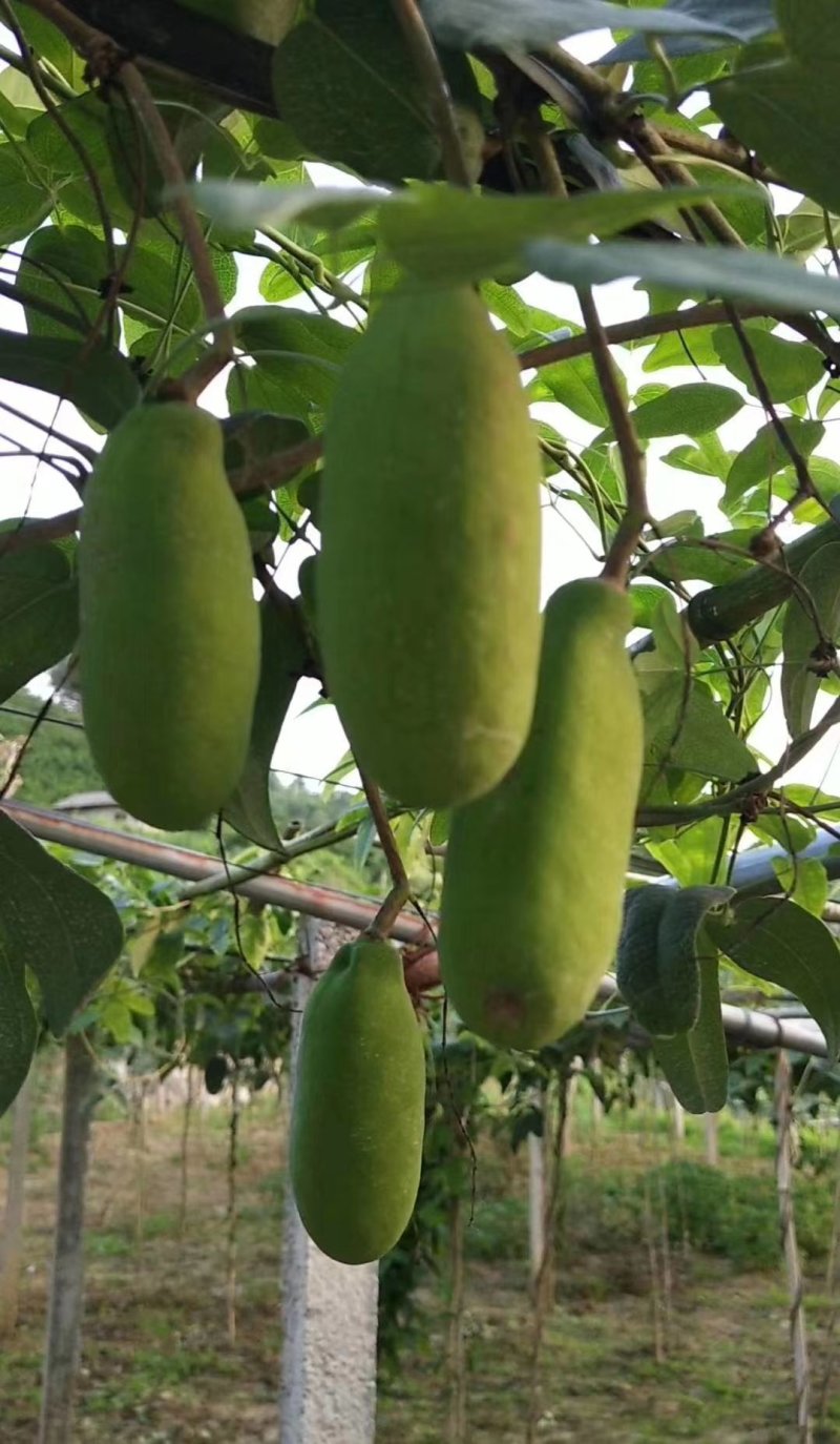 八月瓜苗两年苗紫宝粉色无籽青皮麻果八月炸果树苗
